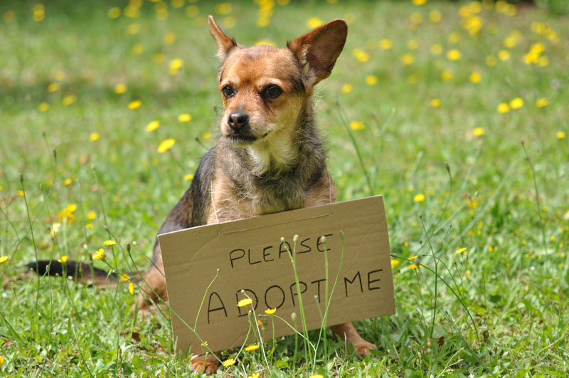 AdoptDog-lead