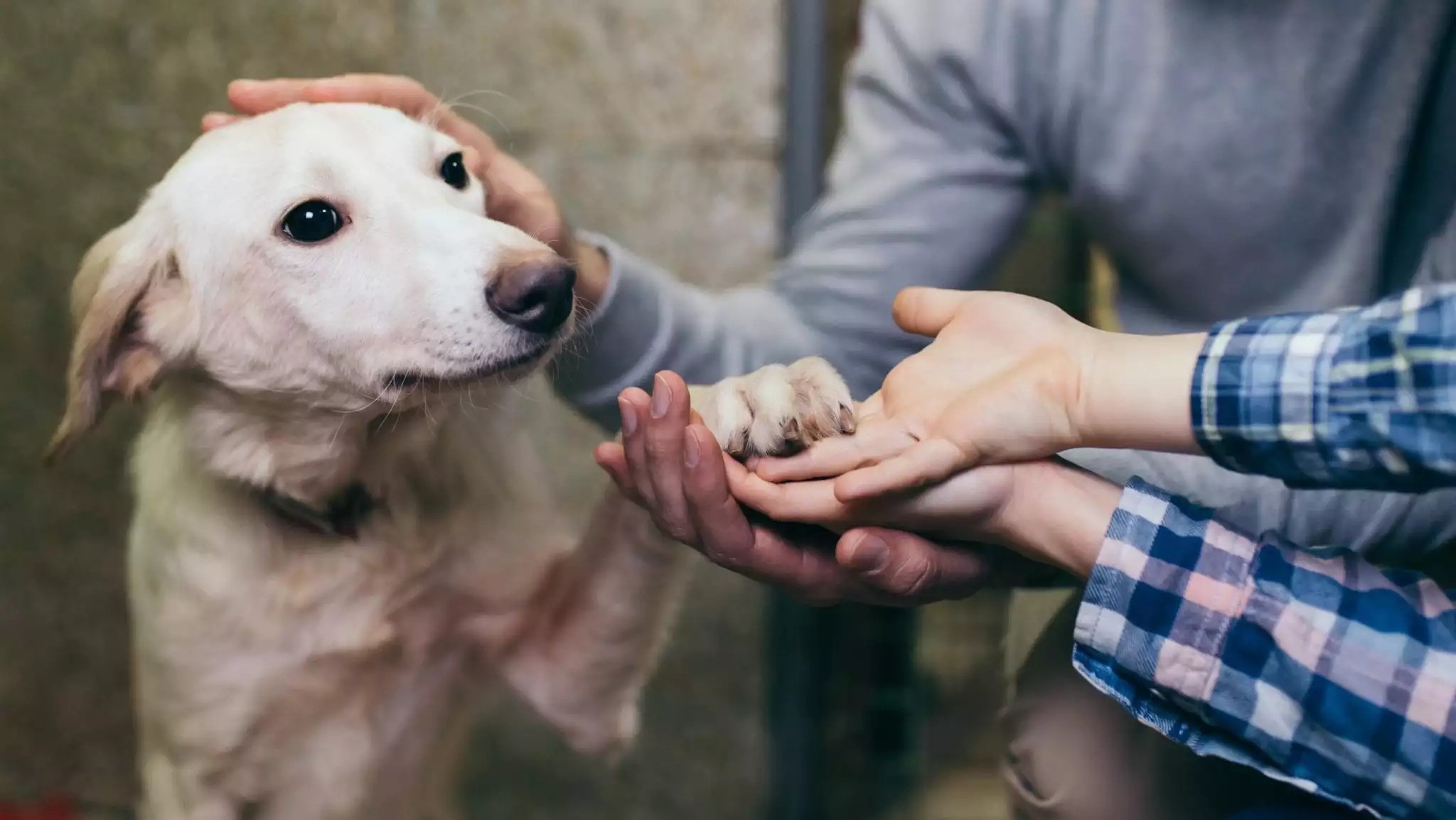 Benefits of $25 Dollar Dog Adoption