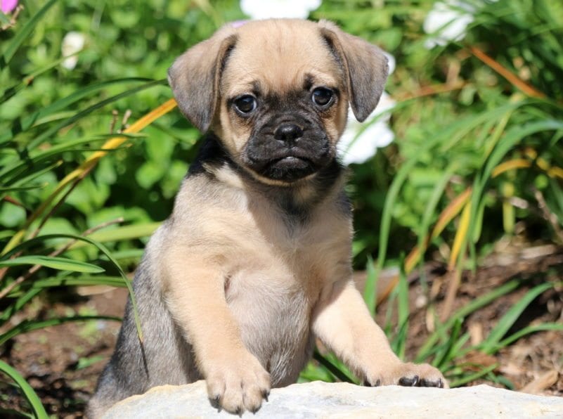 Puggle-Category-e1519318492585