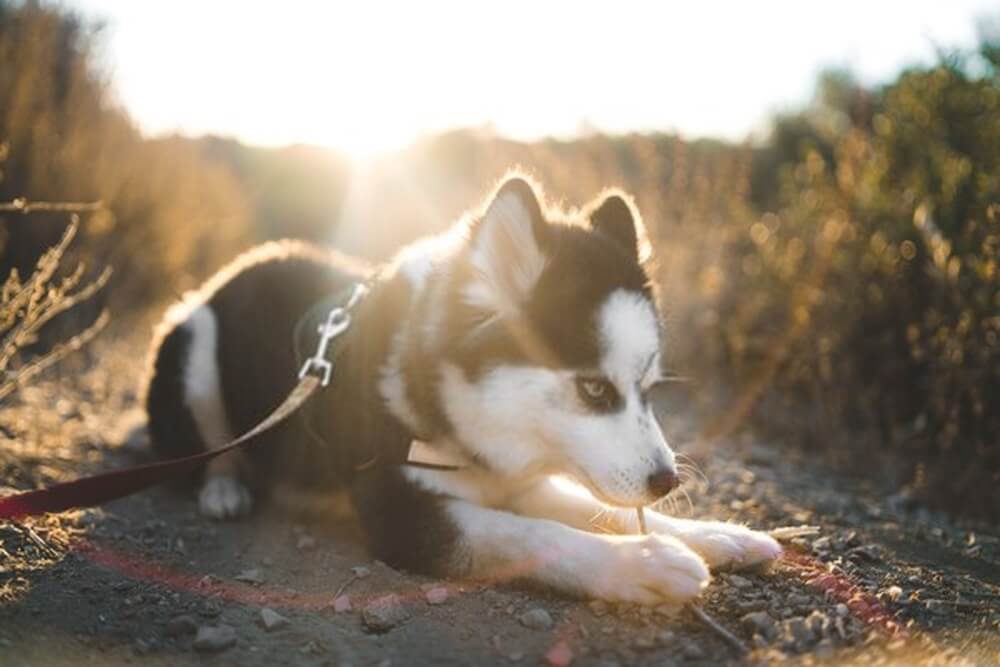 Bringing Home Your New Pomsky: A Guide to a Smooth Transition