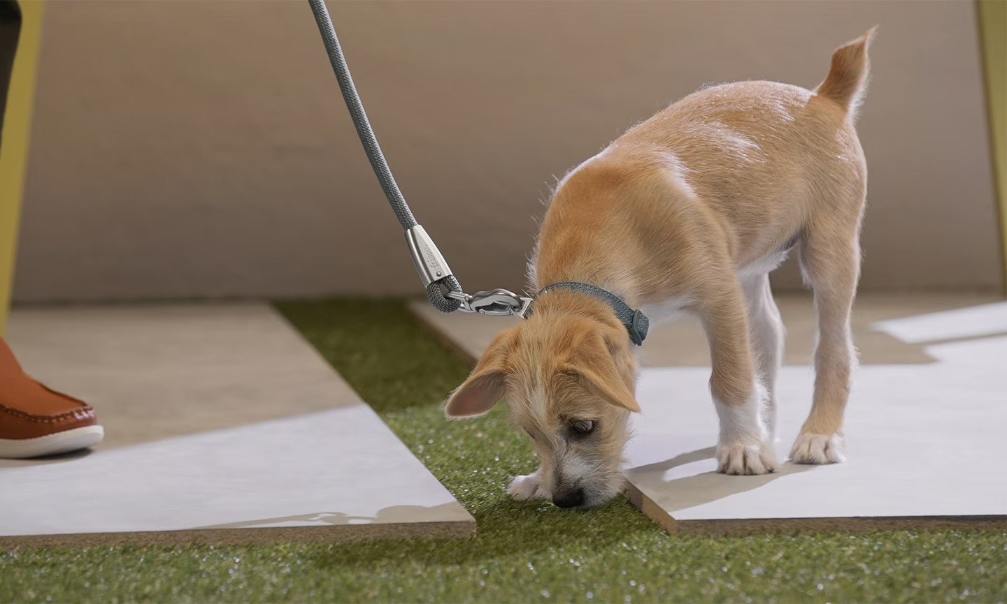 how-to-potty-train-a-puppy-hero-ezgif.com-avif-to-jpg-converter