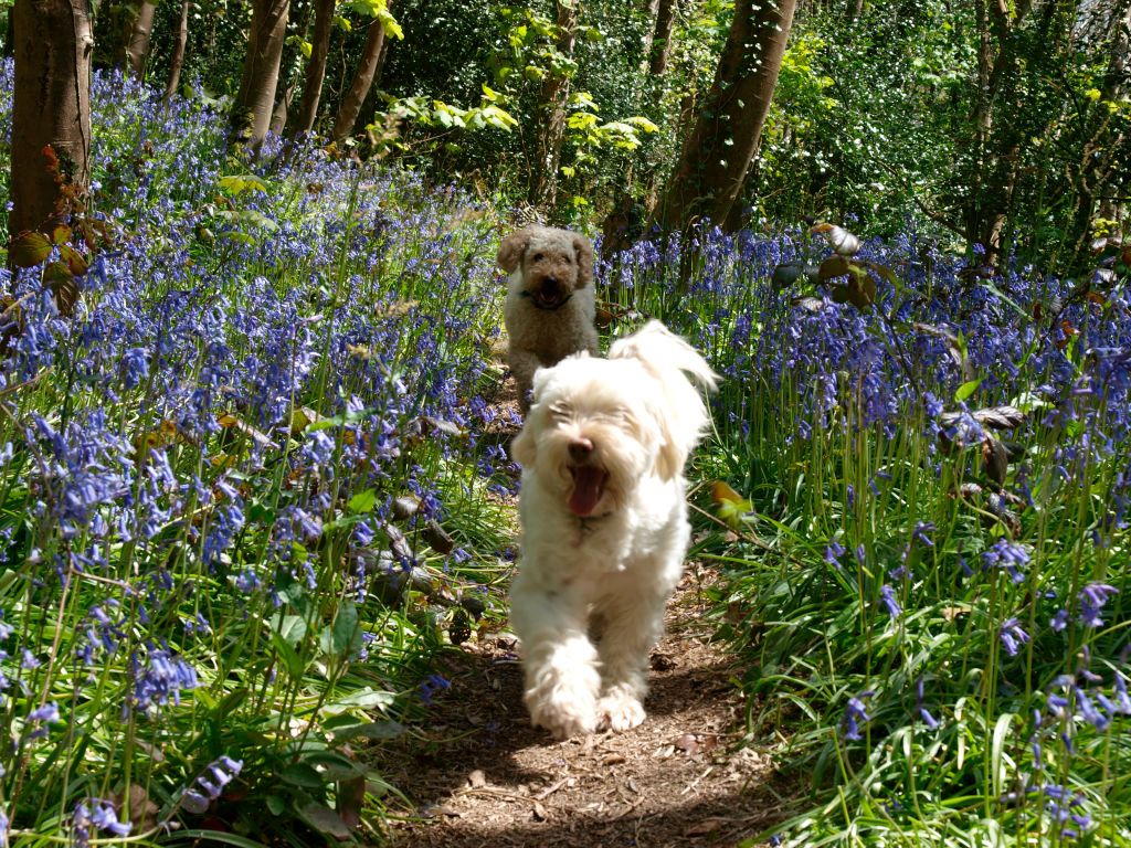 these-are-the-most-scenic-uk-dog-walks-1550680556