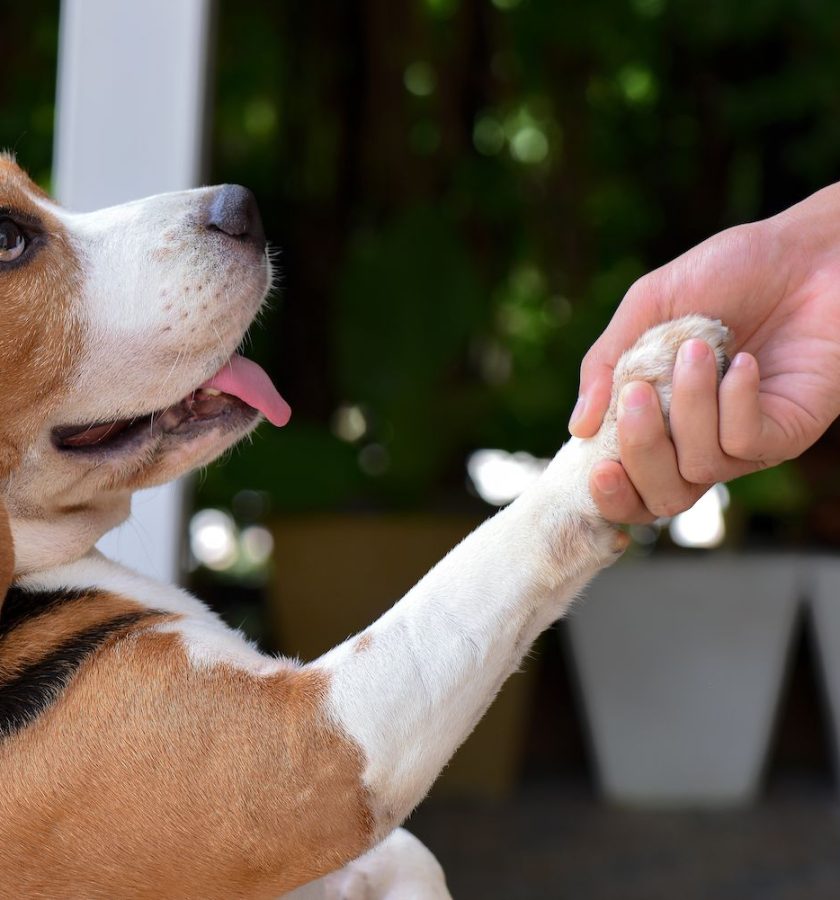 How To Praise A Dog Correctly